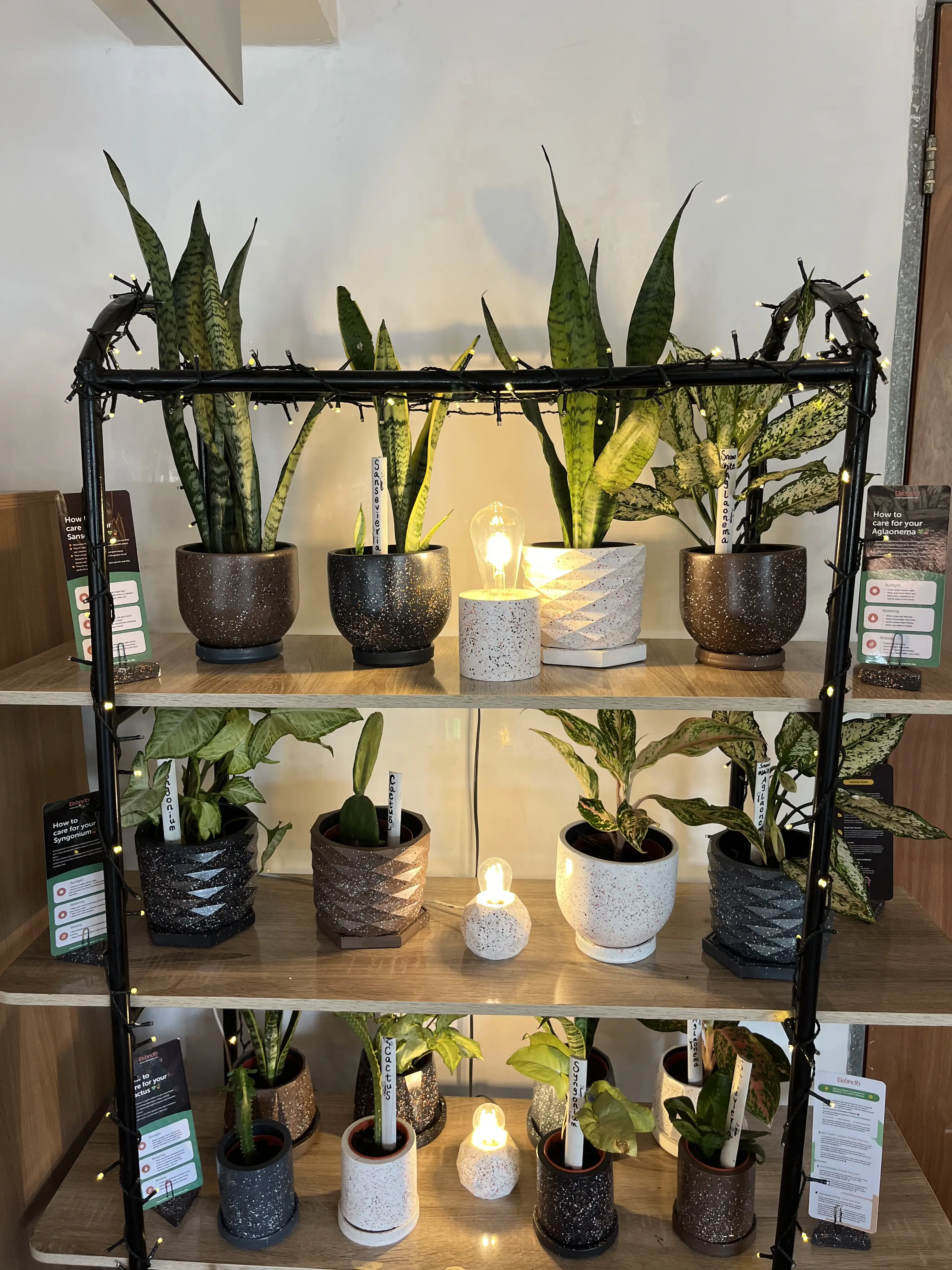 Mint organics